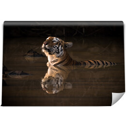 Fototapeta winylowa zmywalna Tygrys bengalski podnoszący głowę nad wodę