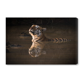 Obraz na płótnie Tygrys bengalski podnoszący głowę nad wodę