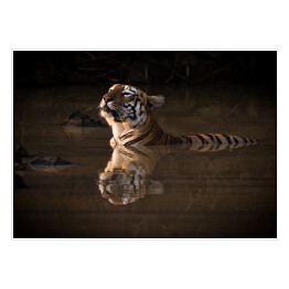Plakat Tygrys bengalski podnoszący głowę nad wodę