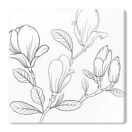 Szkic kwiatów magnolii