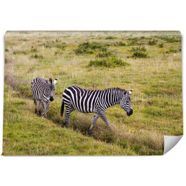 Fototapeta Zebry wśród traw, Tanzania