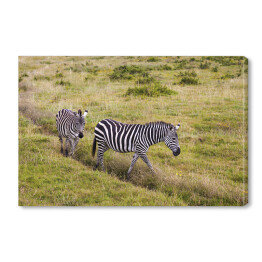 Obraz na płótnie Zebry wśród traw, Tanzania