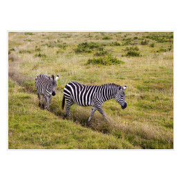 Plakat Zebry wśród traw, Tanzania