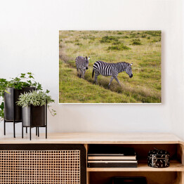Obraz na płótnie Zebry wśród traw, Tanzania