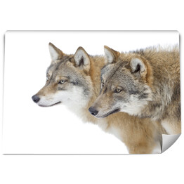 Fototapeta Dwa szare wilki na białym tle
