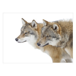 Plakat Dwa szare wilki na białym tle