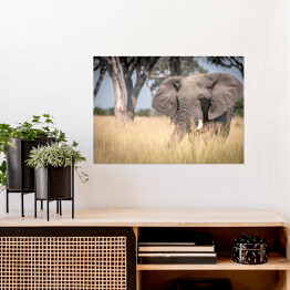 Plakat Słoń chodzący w trawie w naturalnym środowisku