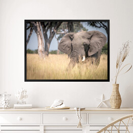 Obraz w ramie Słoń chodzący w trawie w naturalnym środowisku