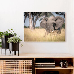 Obraz na płótnie Słoń chodzący w trawie w naturalnym środowisku
