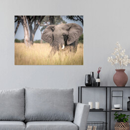 Plakat samoprzylepny Słoń chodzący w trawie w naturalnym środowisku