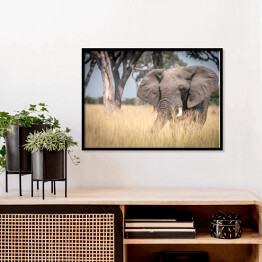 Plakat w ramie Słoń chodzący w trawie w naturalnym środowisku
