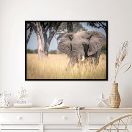 Plakat w ramie Słoń chodzący w trawie w naturalnym środowisku