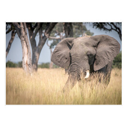 Plakat samoprzylepny Słoń chodzący w trawie w naturalnym środowisku