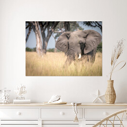 Plakat Słoń chodzący w trawie w naturalnym środowisku