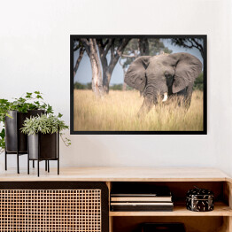 Obraz w ramie Słoń chodzący w trawie w naturalnym środowisku