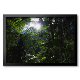 Obraz w ramie W dżungli w drodze do Ciudad Perdida (Lost City) w Kolumbii