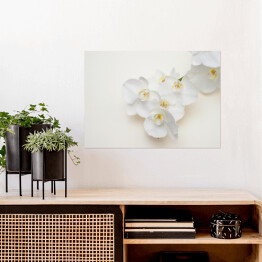 Plakat Romantyczna gałąź białej orchidei