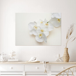 Plakat Romantyczna gałąź białej orchidei