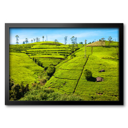 Obraz w ramie Plantacja herbaty, Sri Lanca