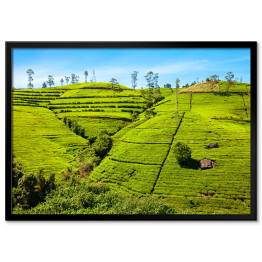 Plakat w ramie Plantacja herbaty, Sri Lanca