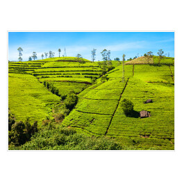 Plakat samoprzylepny Plantacja herbaty, Sri Lanca