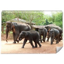 Fototapeta winylowa zmywalna Słonie w lesie