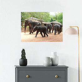 Plakat Słonie w lesie