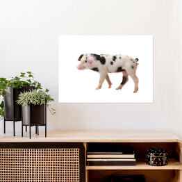 Plakat Spacerująca biało-czarna świnia