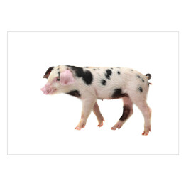 Plakat Spacerująca biało-czarna świnia