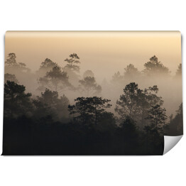 Fototapeta Wschód słońca w lesie we mgle w Tajlandii