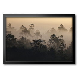 Obraz w ramie Wschód słońca w lesie we mgle w Tajlandii