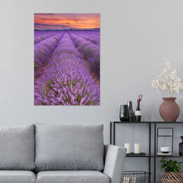 Plakat samoprzylepny Wschód słońca nad polami lawendy, Francja