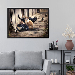 Obraz w ramie Grupa bezdomnych kotów na ulicy miasta polujących na gołębie