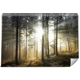 Fototapeta Jasne magiczne promienie słońca w leśnym krajobrazie. Użyty piękny złoty filtr kolorystyczny.