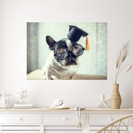 Portret psa z czapką studencką
