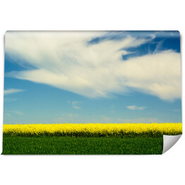 Fototapeta winylowa zmywalna Krajobraz z kwiatami rzepaku i błękitnym niebem