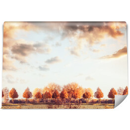 Fototapeta Piękna jesień - panorama z drzewami, polem i niebem