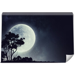 Fototapeta samoprzylepna Zarys drzewa na tle pełni Księżyca