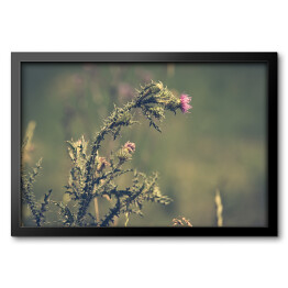 Obraz w ramie Samotny kwiat w polu