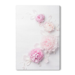 Obraz na płótnie Piękny kwiat różowej piwonii
