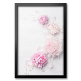 Obraz w ramie Piękny kwiat różowej piwonii