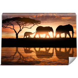Fototapeta winylowa zmywalna Rodzina słoni