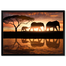 Plakat w ramie Rodzina słoni