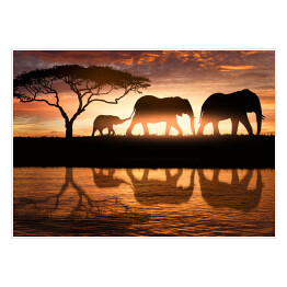 Plakat samoprzylepny Rodzina słoni