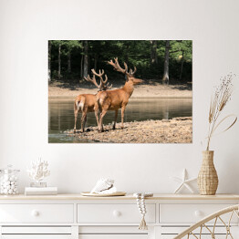 Plakat samoprzylepny Dwa brązowe jelenie przy wodopoju