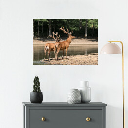 Plakat samoprzylepny Dwa brązowe jelenie przy wodopoju