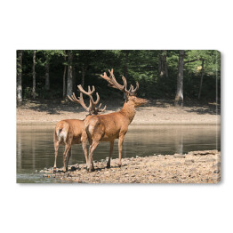 Obraz na płótnie Dwa brązowe jelenie przy wodopoju