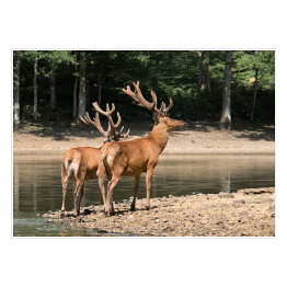 Plakat Dwa brązowe jelenie przy wodopoju