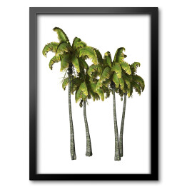 Drzewka palmowe - akwarela na białym tle