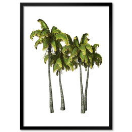 Plakat w ramie Drzewka palmowe - akwarela na białym tle